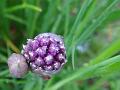 2013-0524-1430_Chives_7.6C